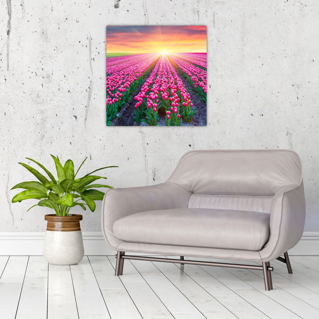 Obraz pole tulipánů se sluncem (V020554V5050)