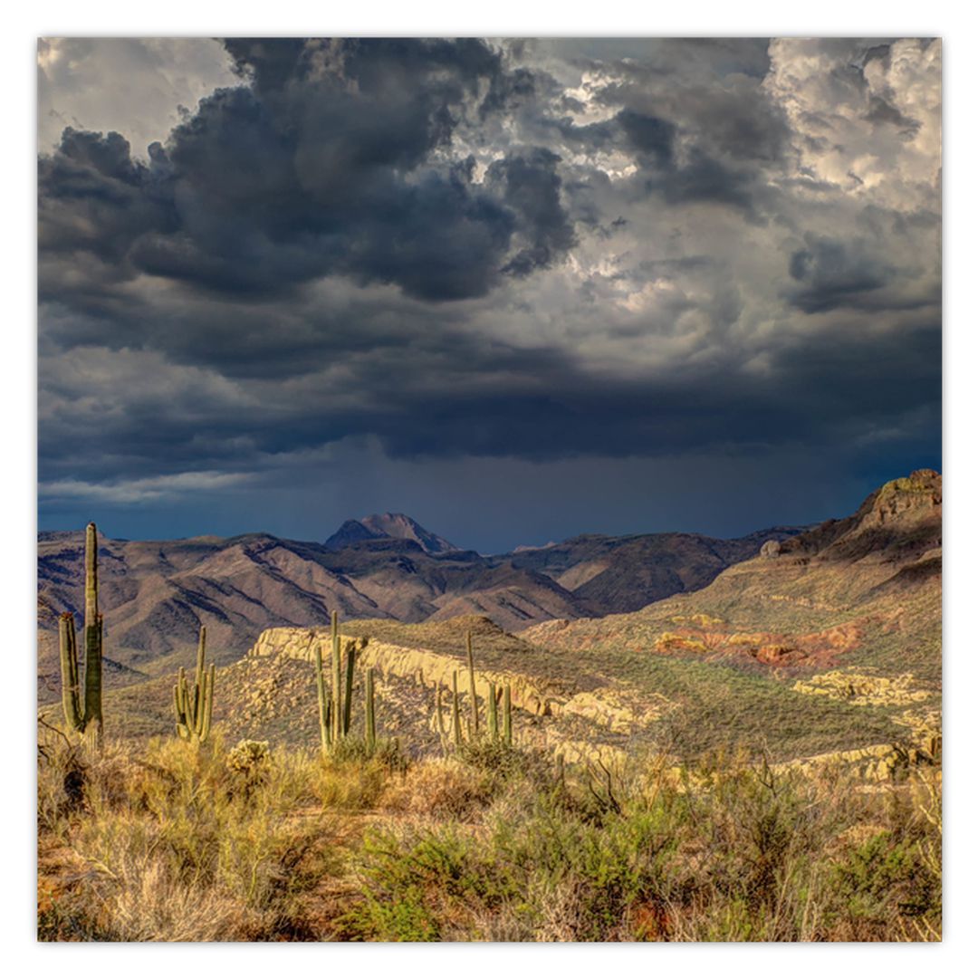 Obraz - kaktusy v přírodě (V020557V5050)