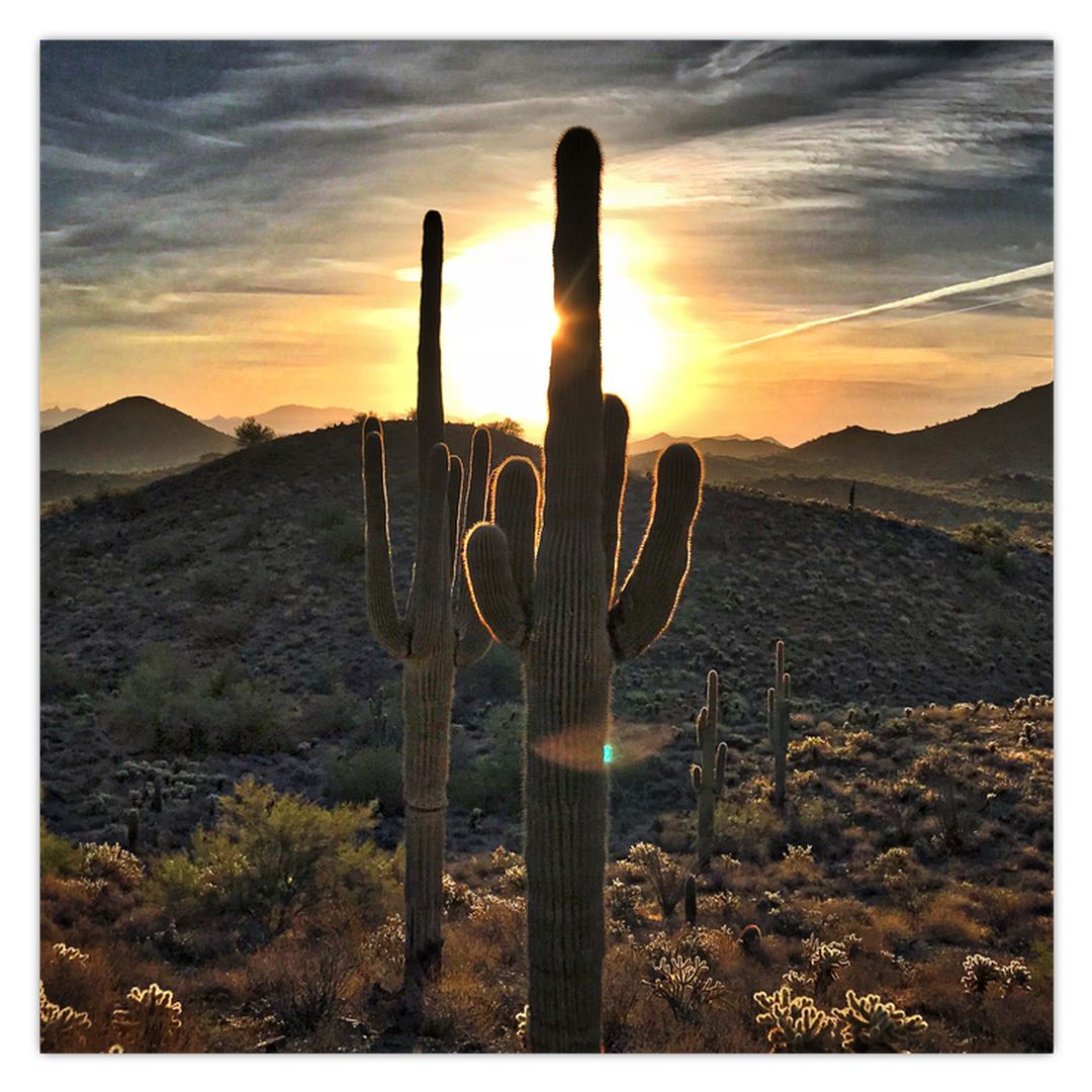 Obraz - kaktusy ve slunci (V020560V5050)