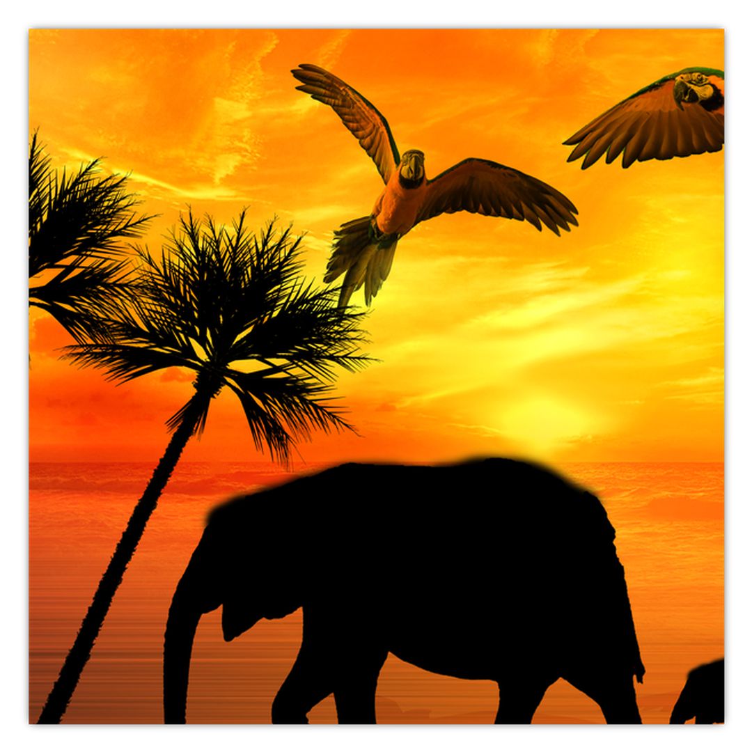 Obraz - papoušci a sloni (V020562V5050)