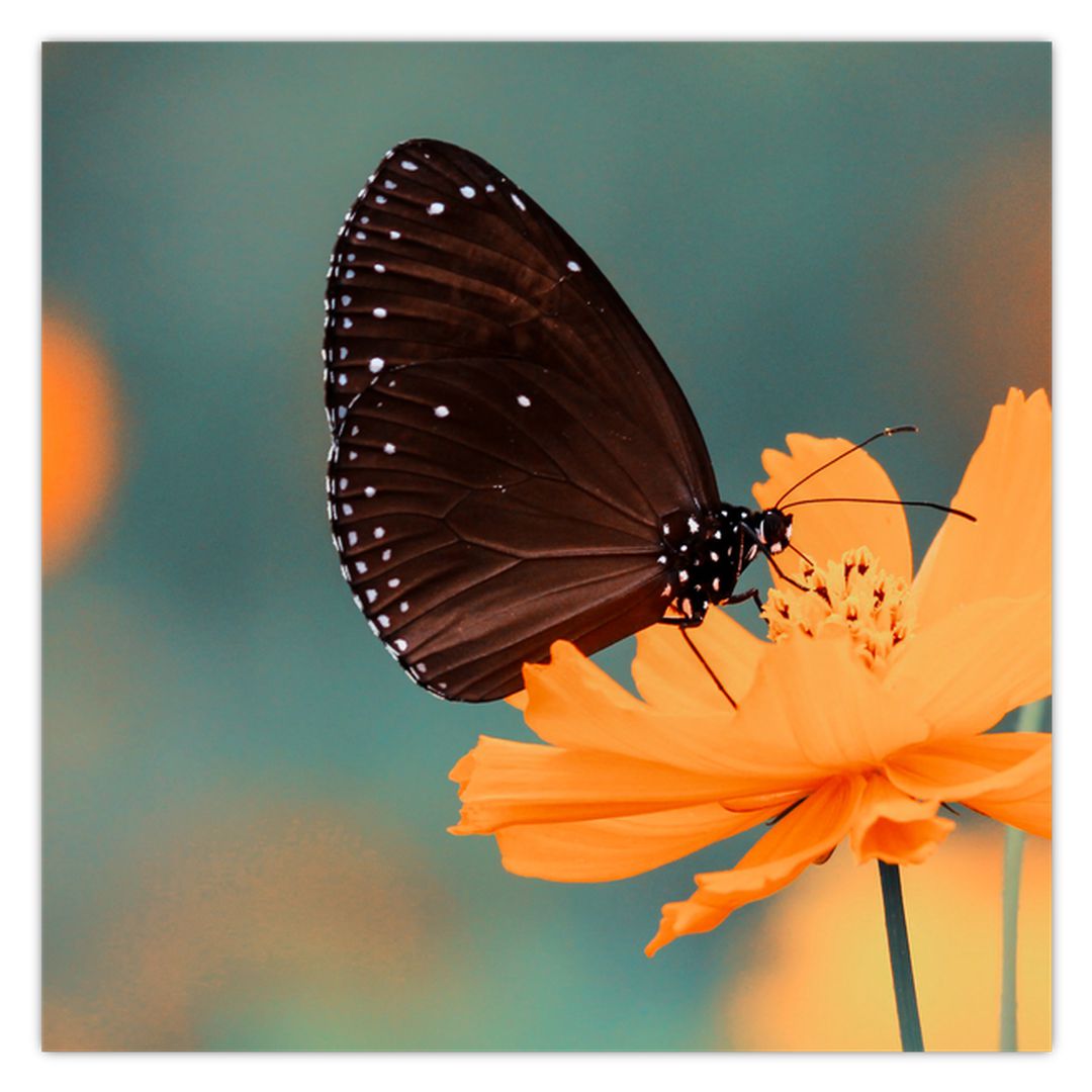 Obraz - motýl na oranžové květině (V020577V5050)