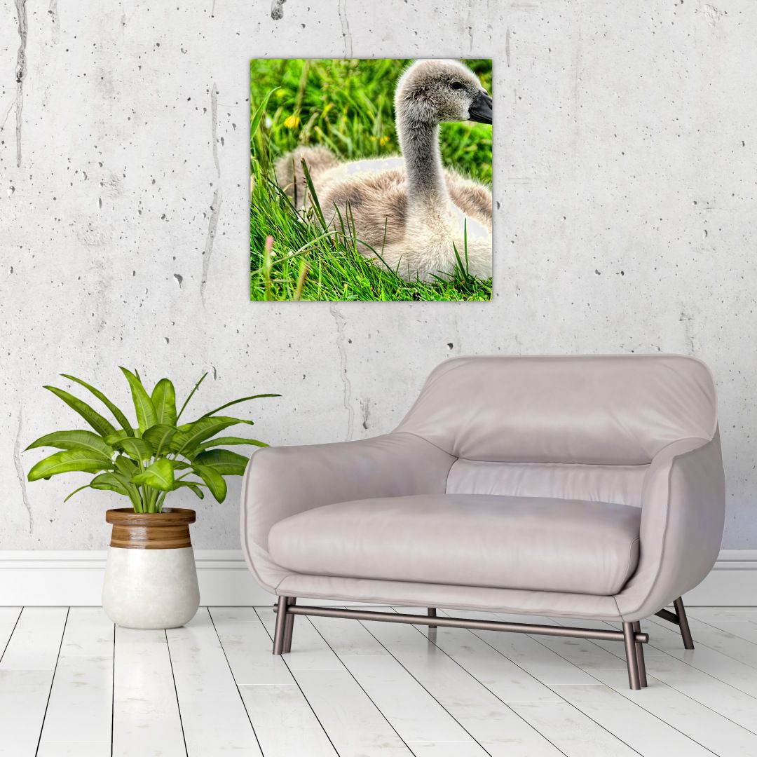 Obraz - malá labuť v trávě (V020585V5050)