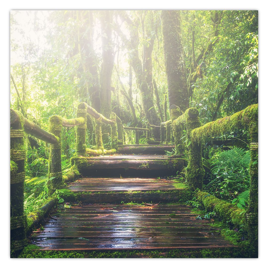 Obraz - dřevěné schody v lese (V020593V5050)