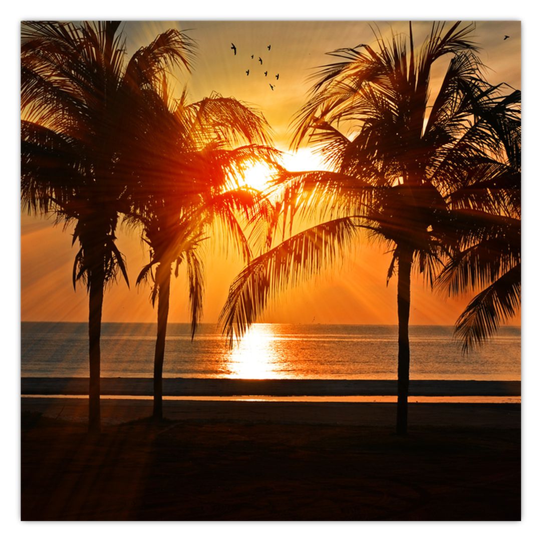 Obraz palmy v západu slunce (V020622V5050)