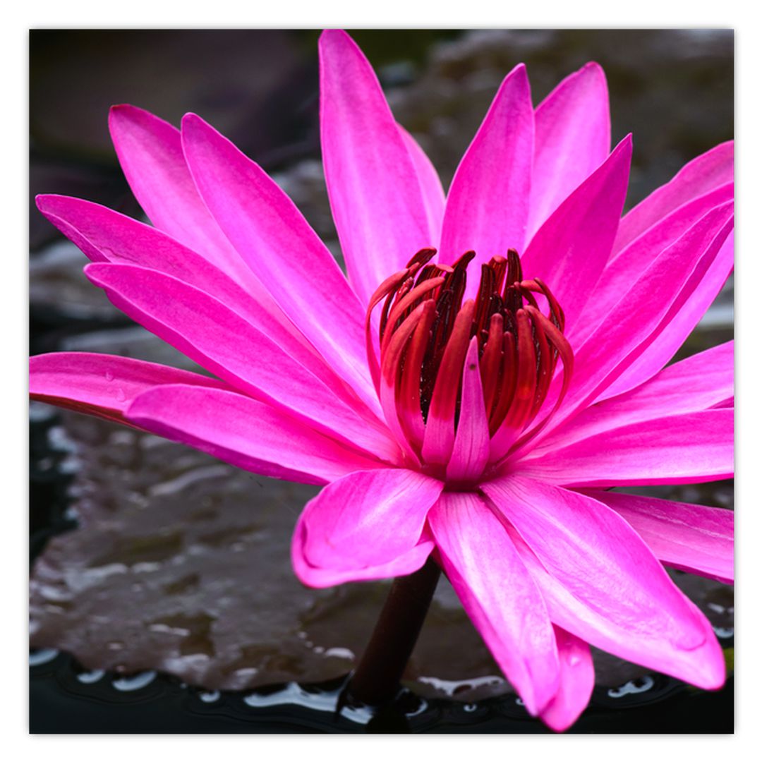 Obraz - růžový květ (V020636V5050)