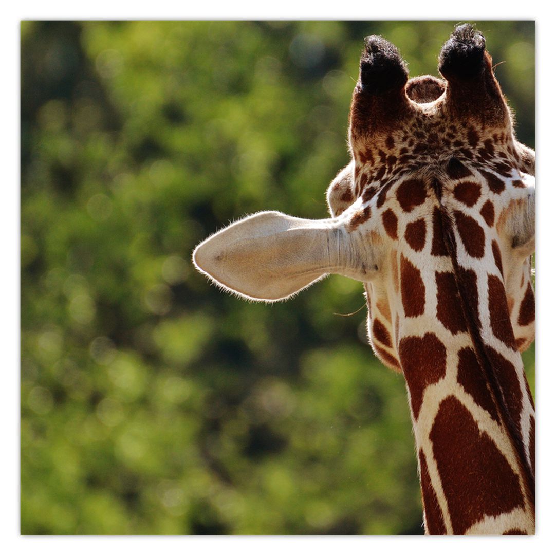 Obraz žirafy zezadu (V020638V5050)
