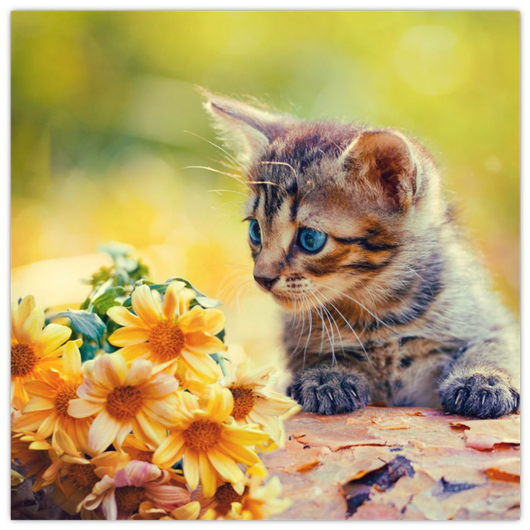 Obraz koťátka dívající se na květinu (V020943V5050)
