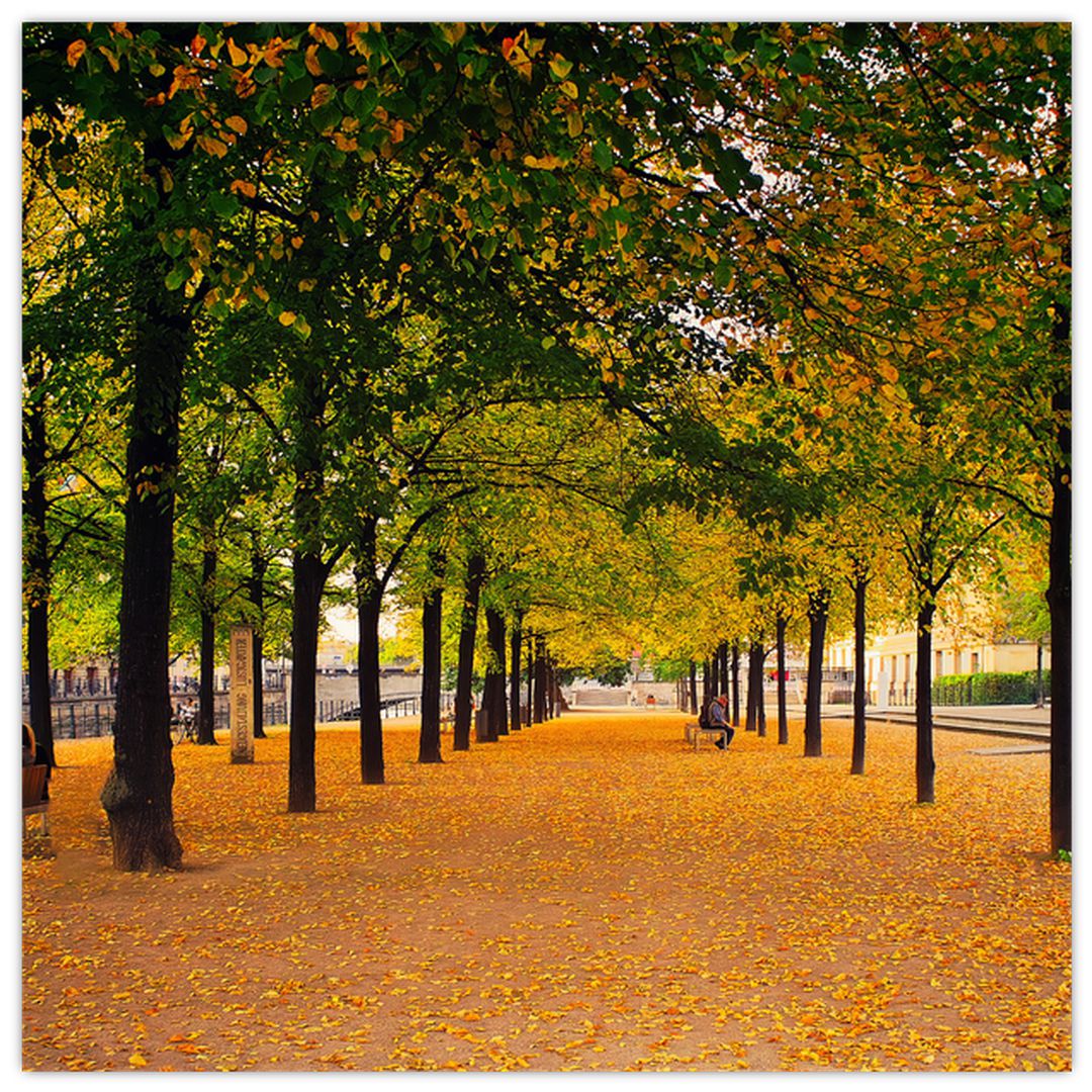 Obraz aleje podzimních stromů (V020953V5050)