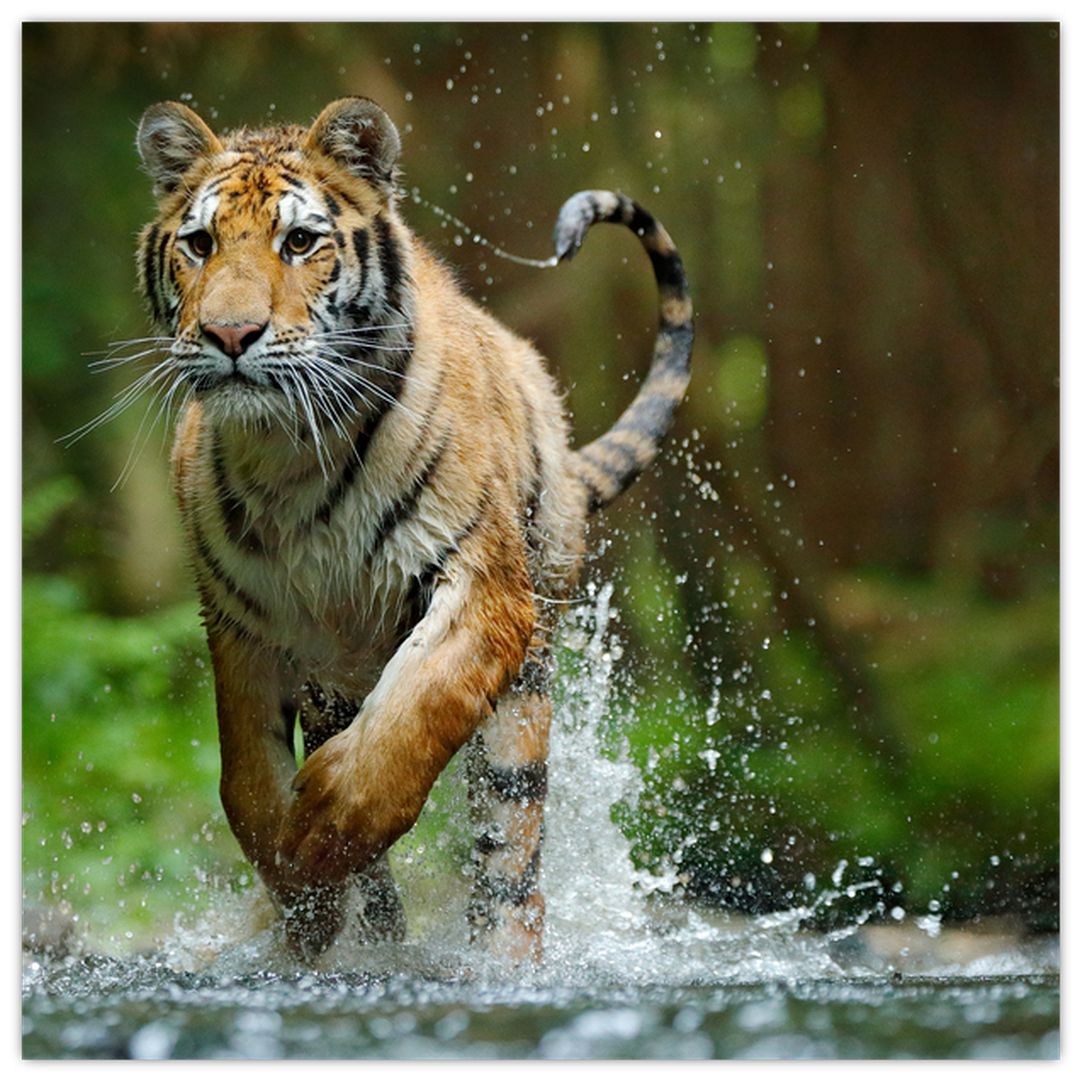 Obraz běžícího tygra (V020979V5050)