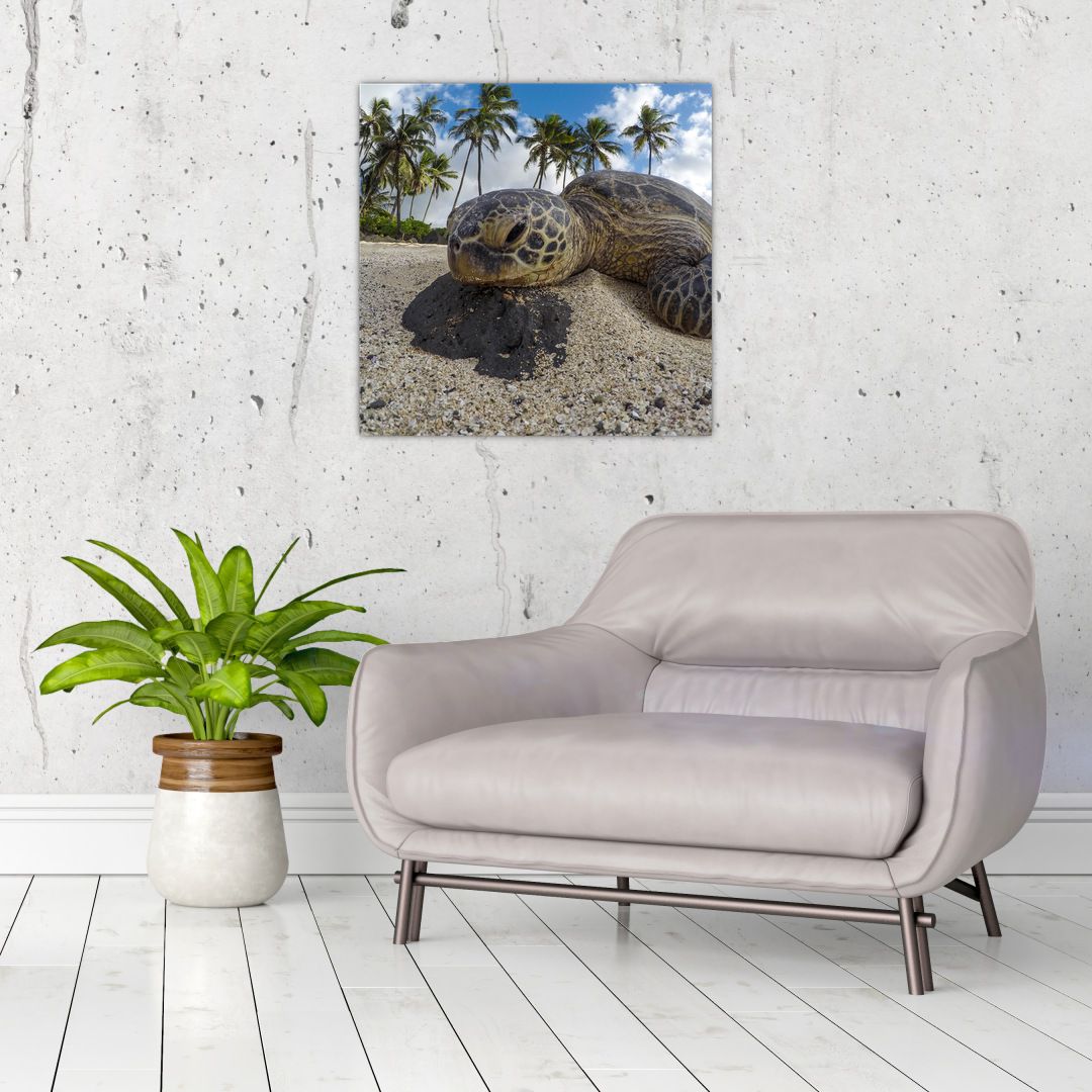 Obraz želvy (V020992V5050)