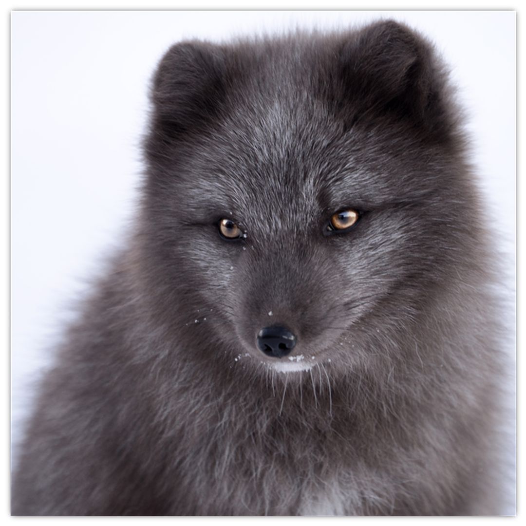 Obraz sněžné lišky (V021000V5050)