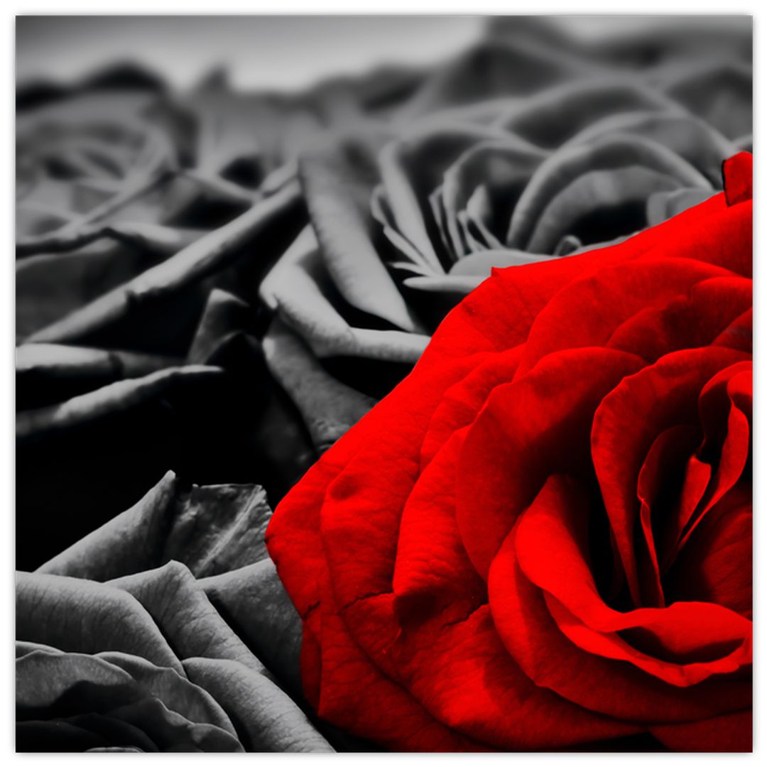 Tablou - Flori de trandafir (V021975V5050)