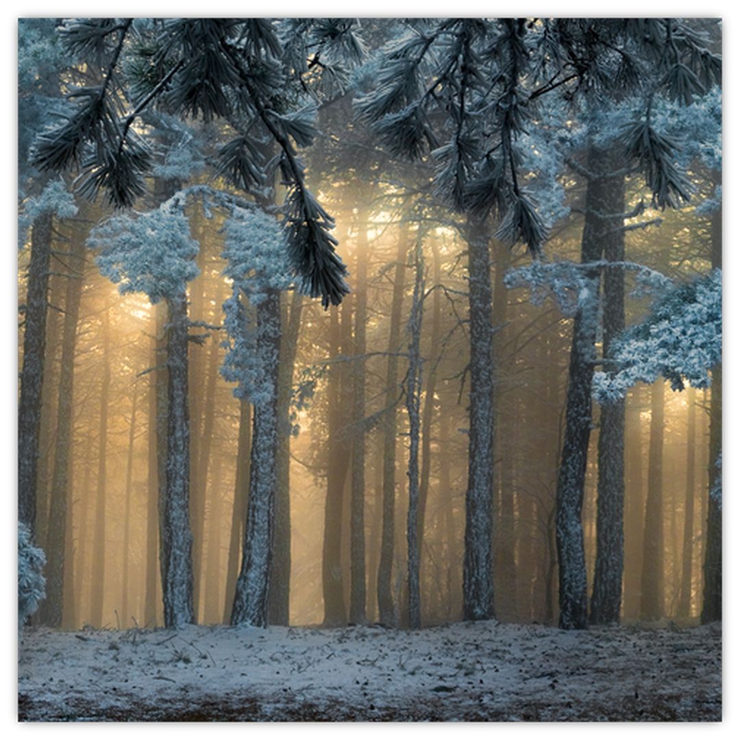 Obraz zasněženého lesa (V022318V5050)