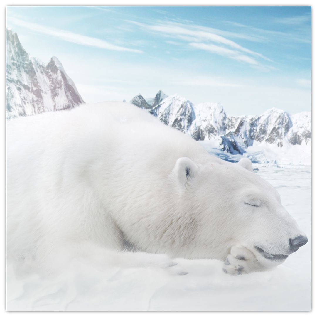 Obraz - Lední medvěd (V022322V5050)