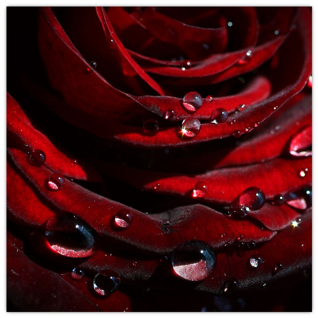 Obraz - Detail růže (V022324V5050)