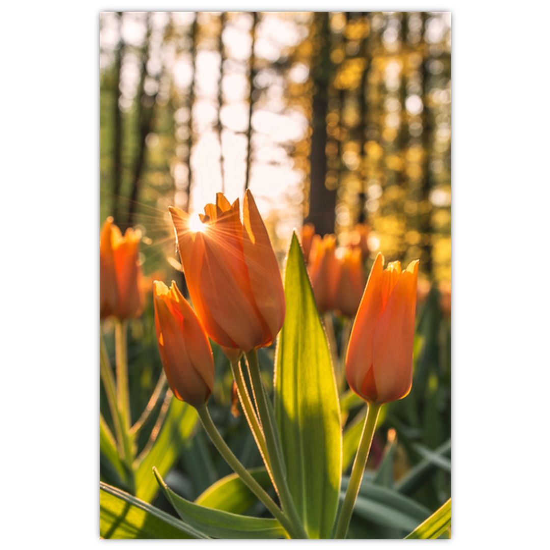 Obraz - oranžové tulipány (V020552V6090)
