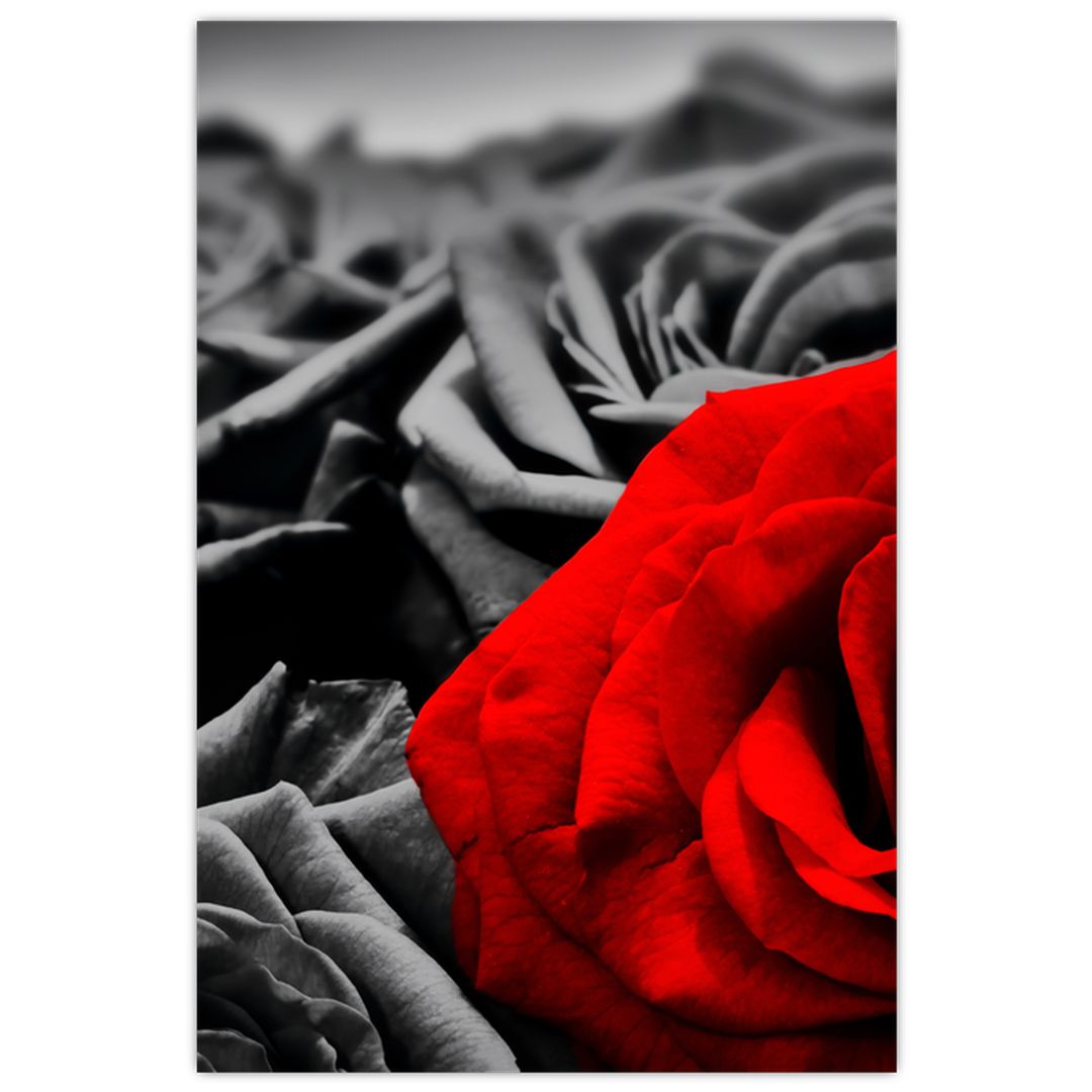 Tablou - Flori de trandafir (V021975V6090)