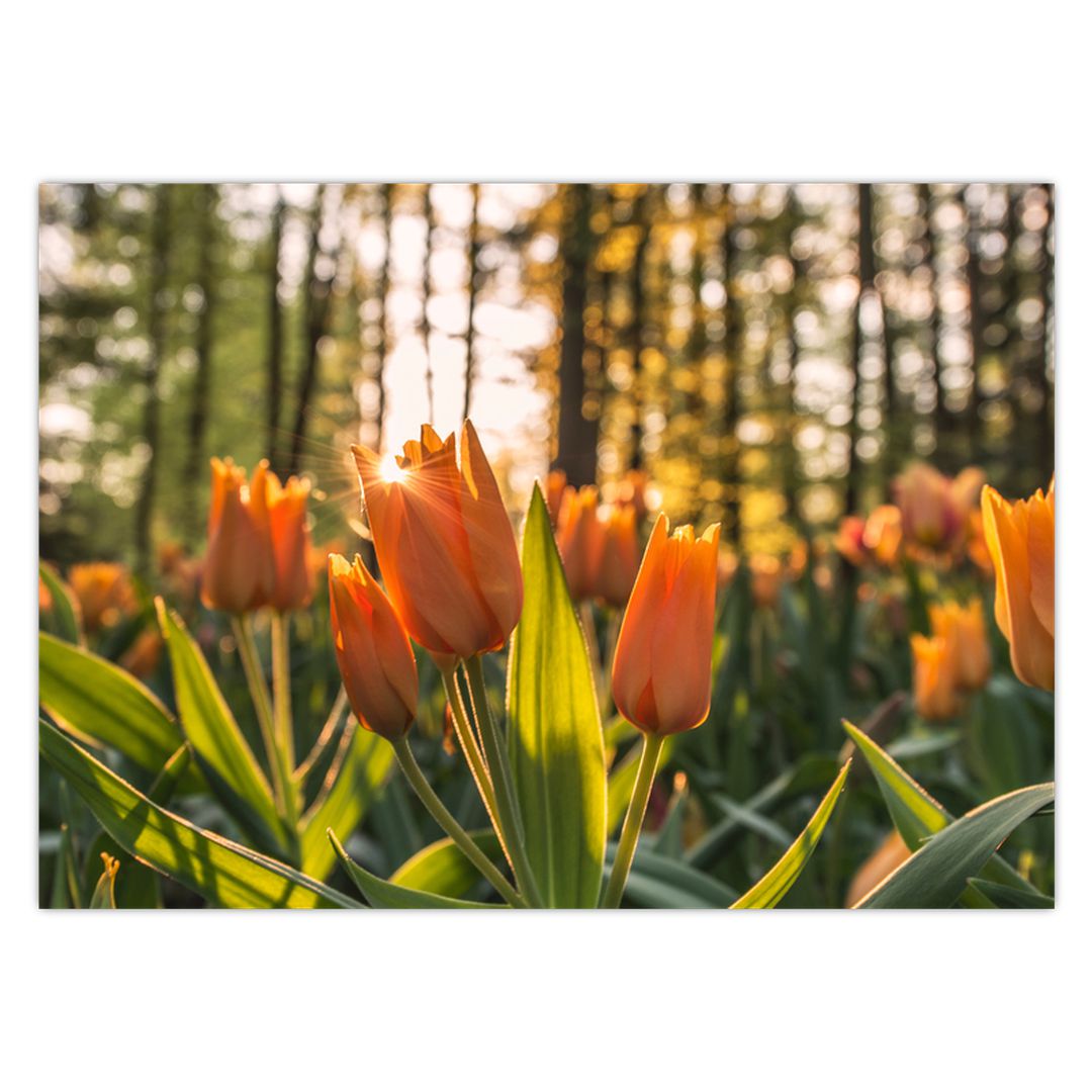Obraz - oranžové tulipány (V020552V7050)