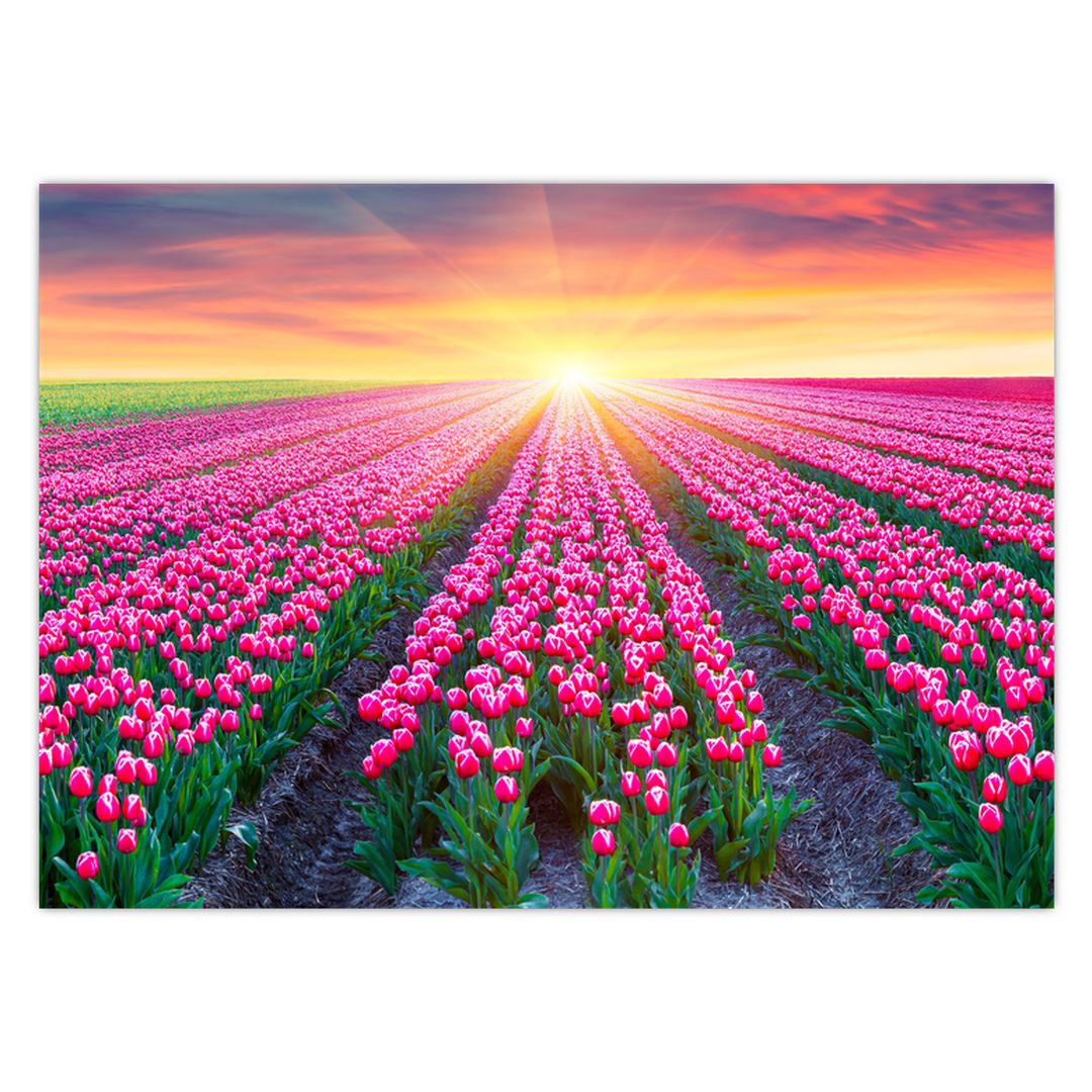 Obraz pole tulipánů se sluncem (V020554V7050)