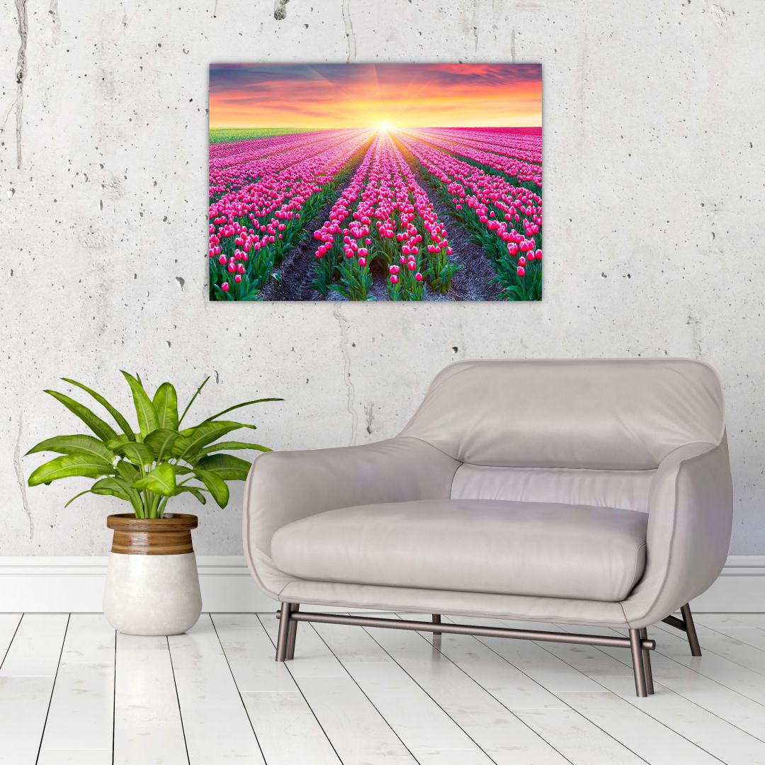 Obraz pole tulipánů se sluncem (V020554V7050)