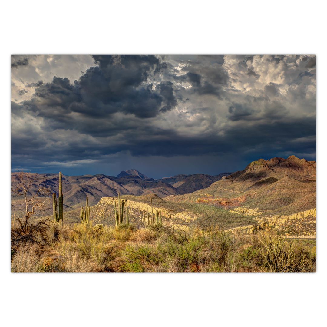 Obraz - kaktusy v přírodě (V020557V7050)