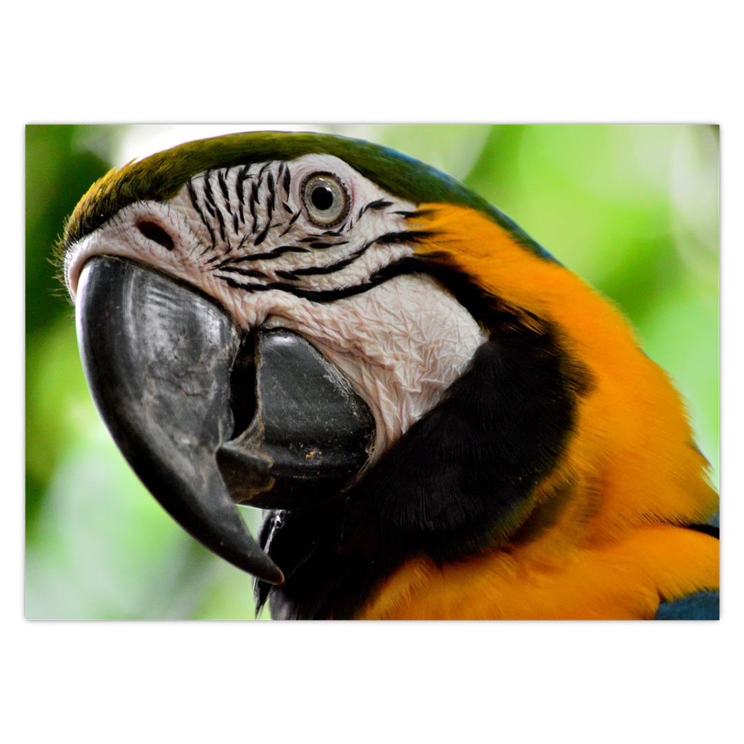 Obraz papouška (V020561V7050)