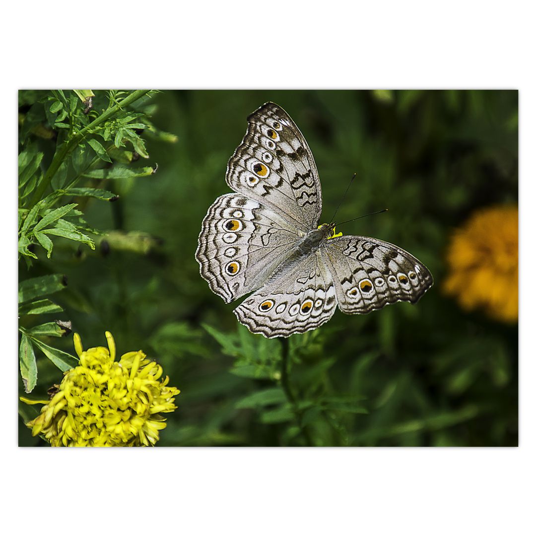 Obraz - bílý motýl (V020576V7050)