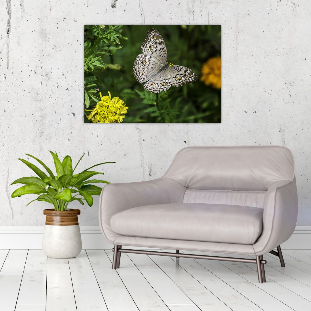 Obraz - bílý motýl (V020576V7050)