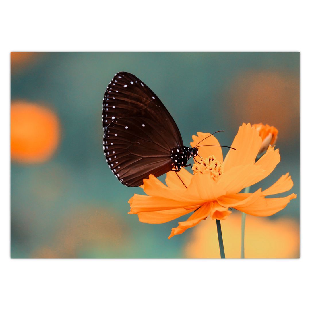 Obraz - motýl na oranžové květině (V020577V7050)