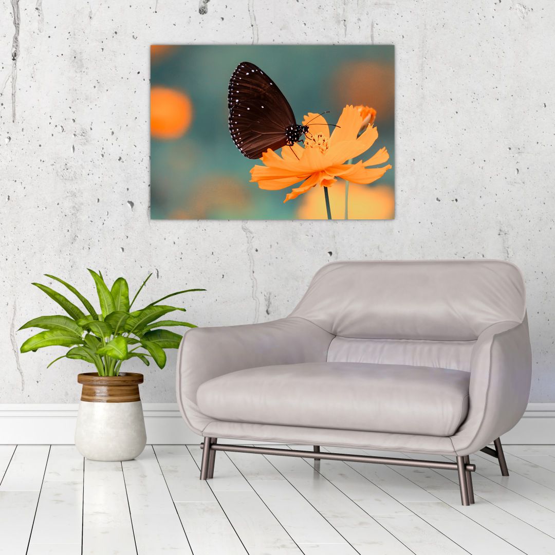 Obraz - motýl na oranžové květině (V020577V7050)