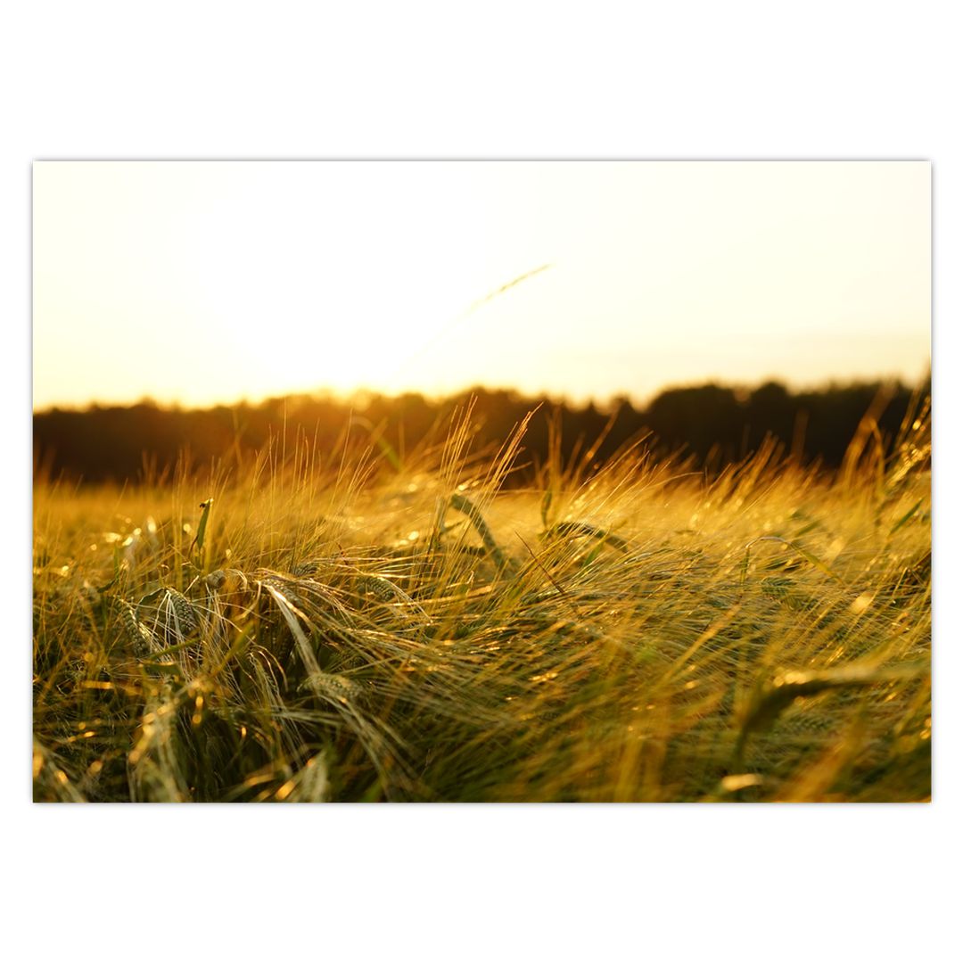 Obraz orosené trávy (V020584V7050)