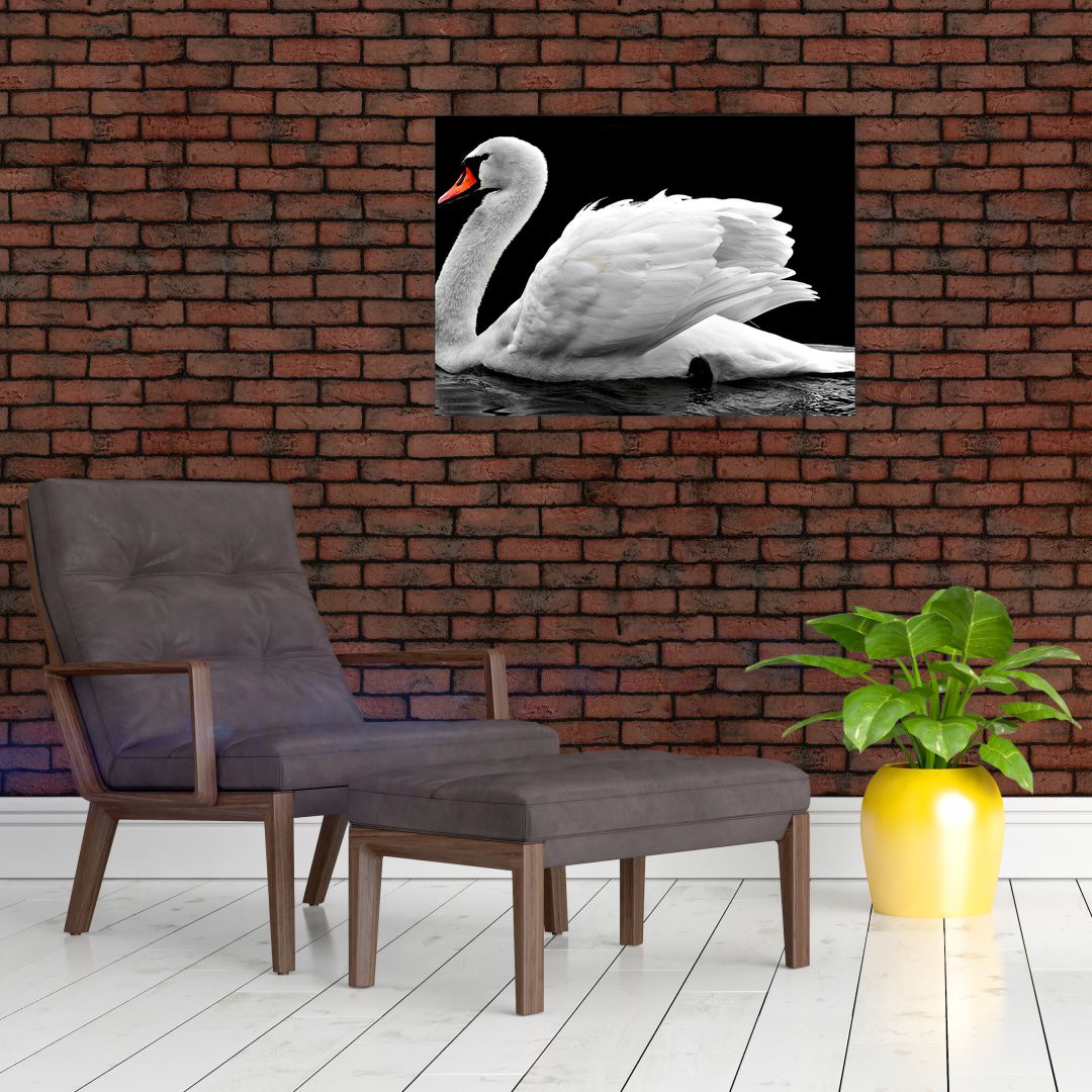 Obraz černobílé labutě (V020586V7050)