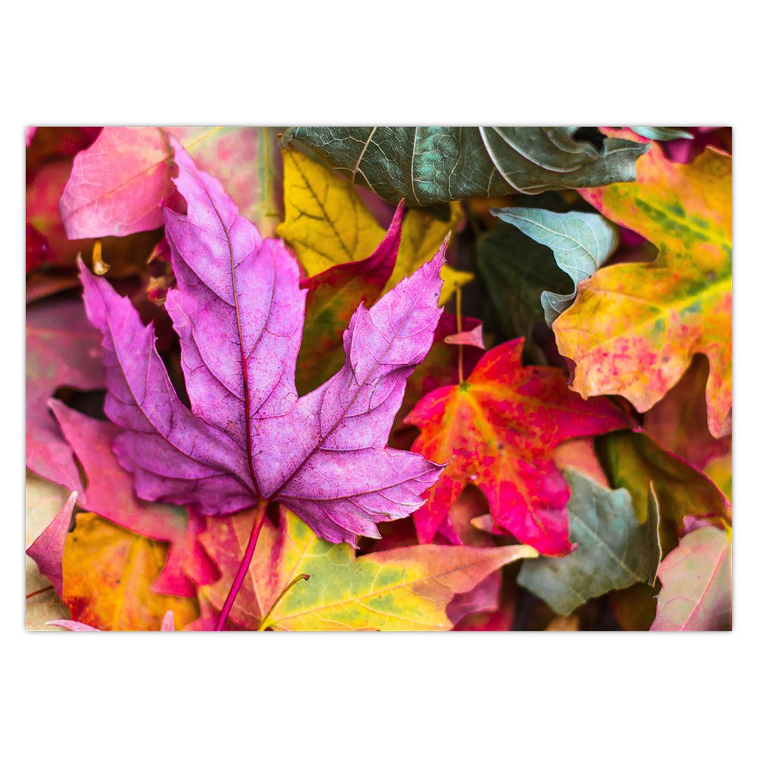 Obraz - podzimní listy (V020629V7050)