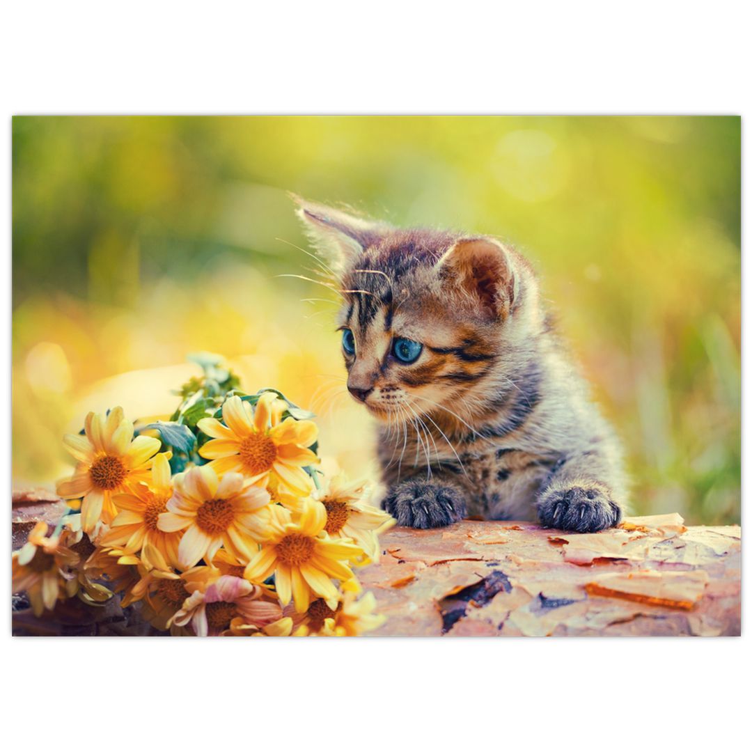 Obraz koťátka dívající se na květinu (V020943V7050)