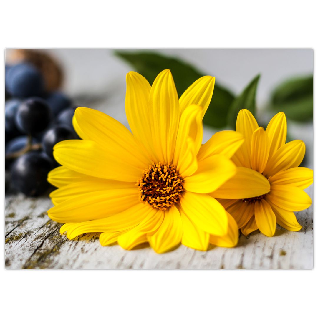 Obraz žluté květiny (V020952V7050)