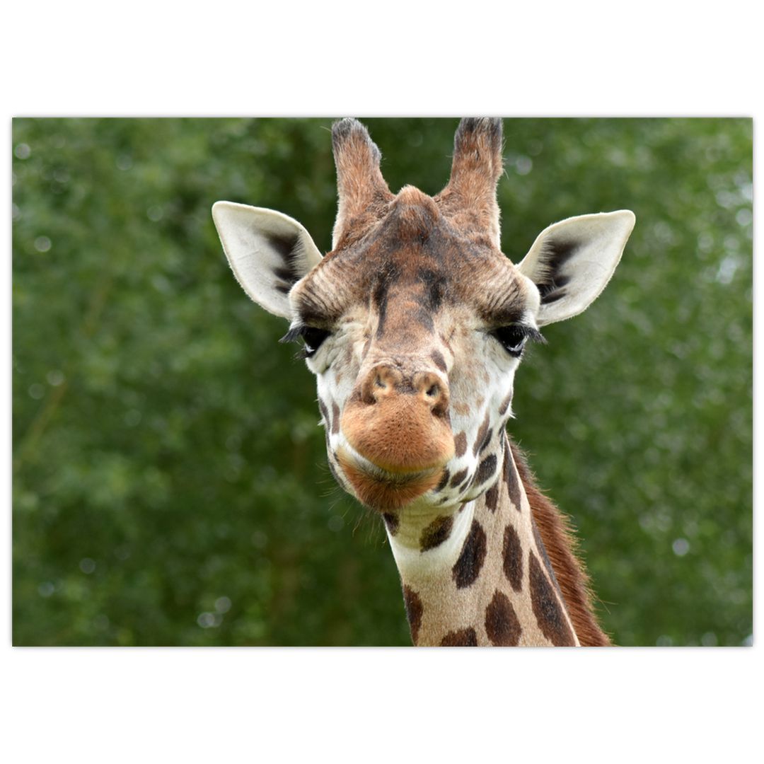Obraz žirafy (V020969V7050)