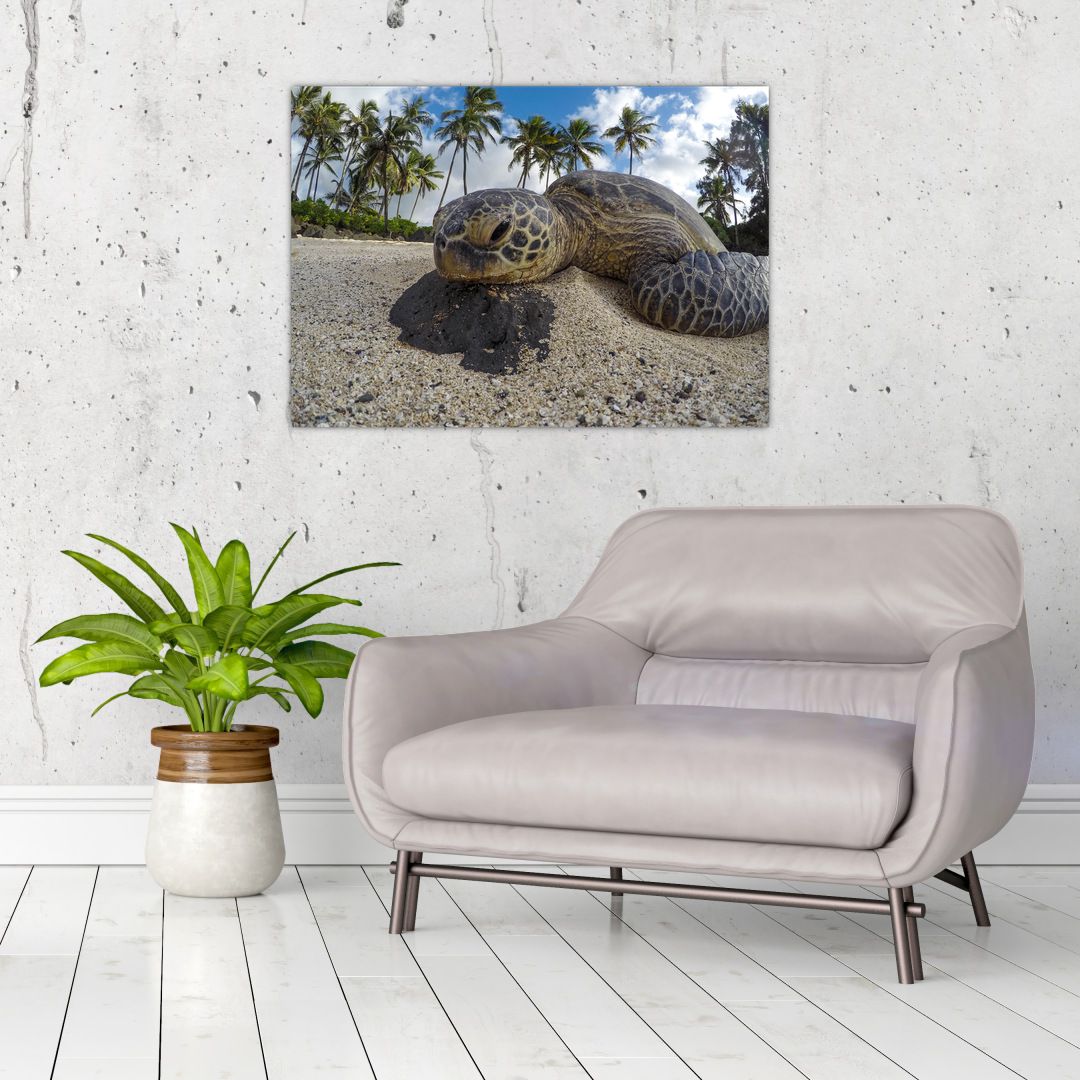 Obraz želvy (V020992V7050)