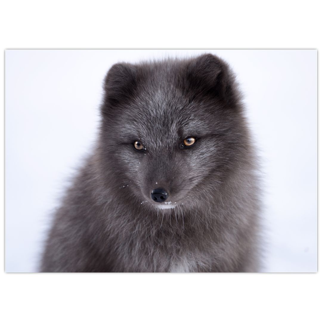 Obraz sněžné lišky (V021000V7050)