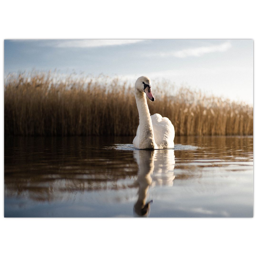 Skleněný obraz labutě (V020163V7050GD)