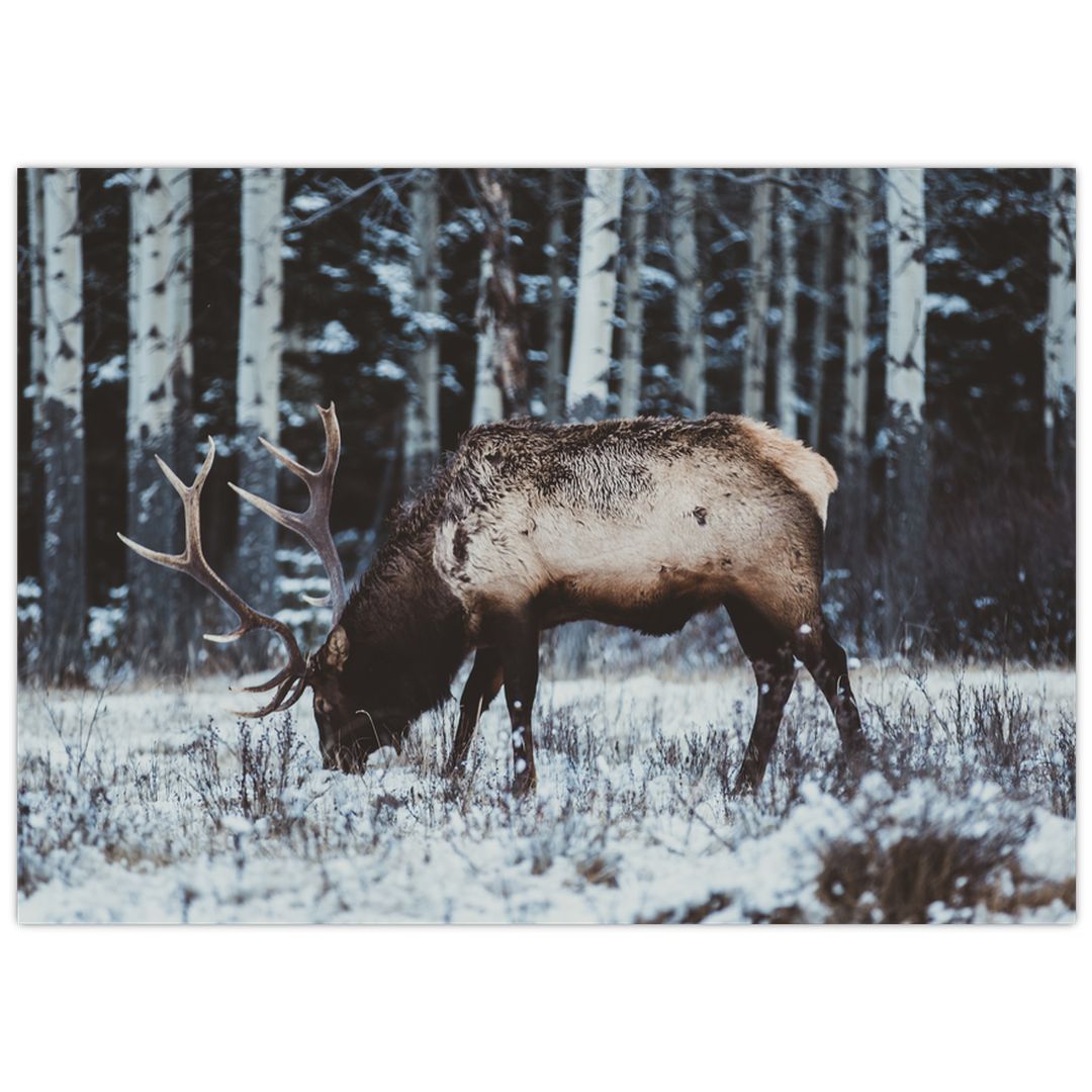 Skleněný obraz - jelen v zimě (V020179V7050GD)