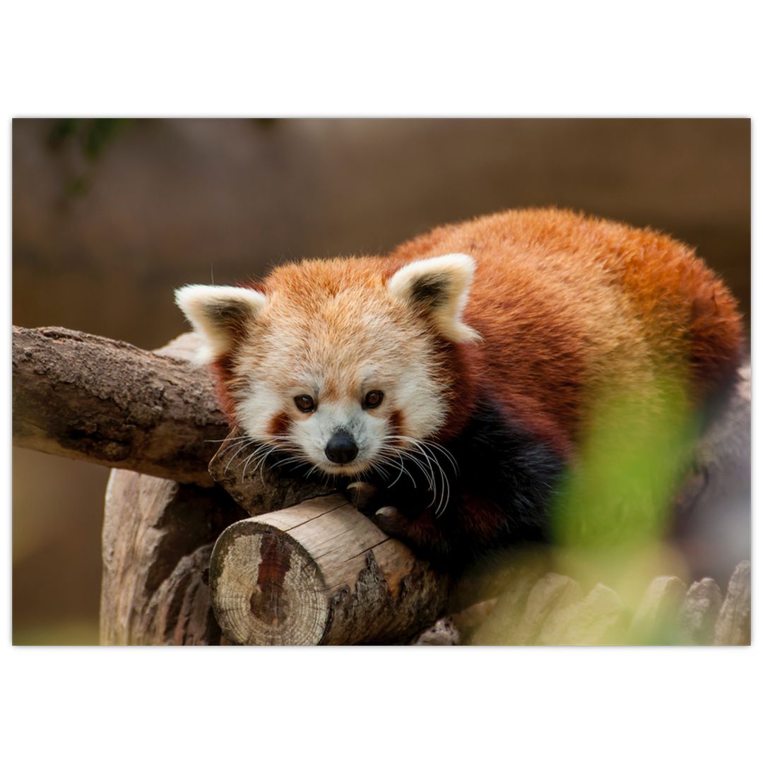 Skleněný obraz pandy červené (V020184V7050GD)