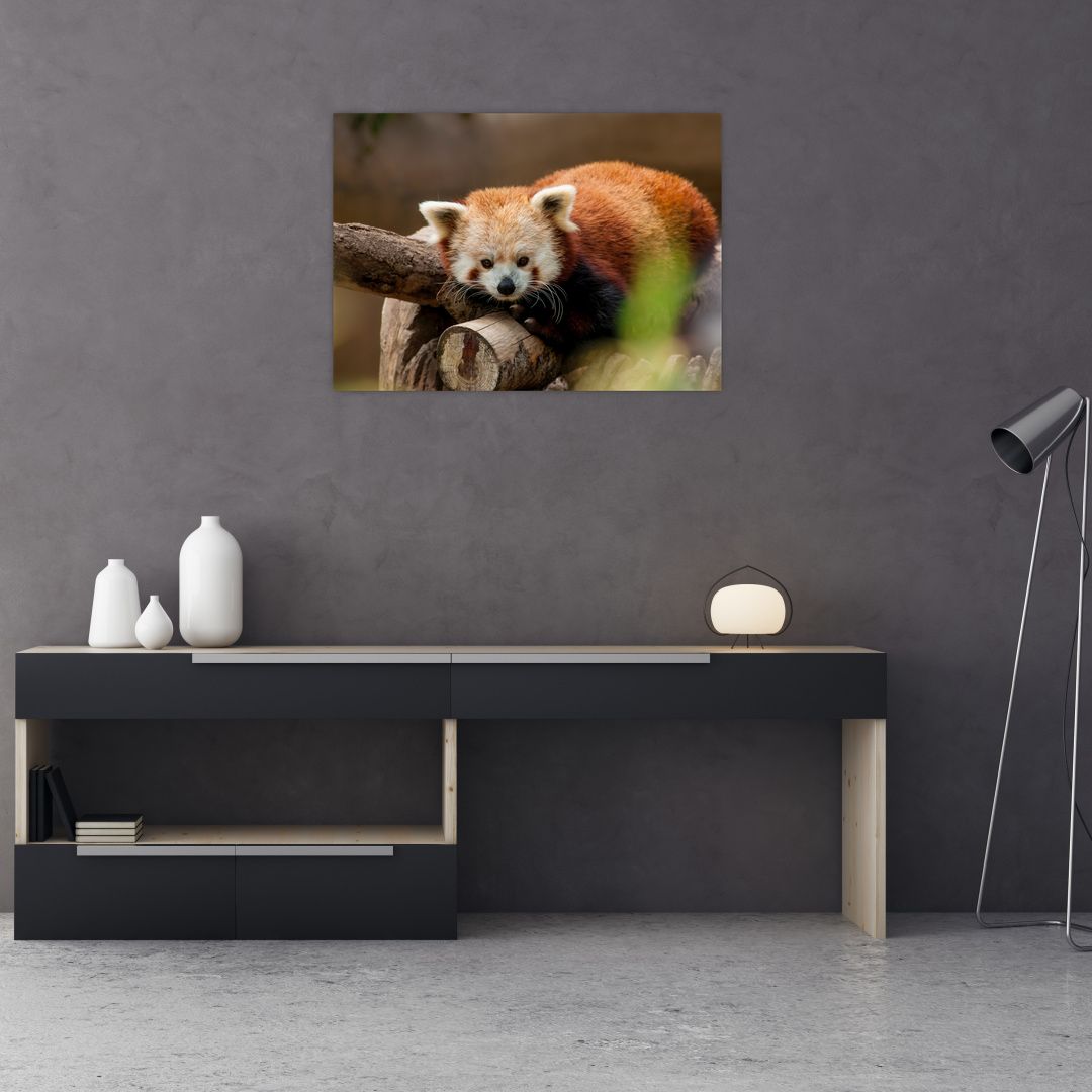 Skleněný obraz pandy červené (V020184V7050GD)