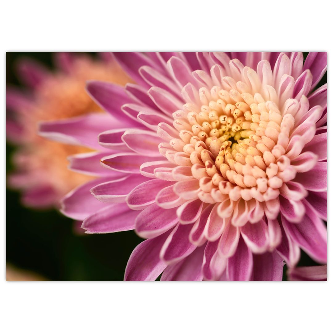 Detailní obraz květu (V020238V7050GD)