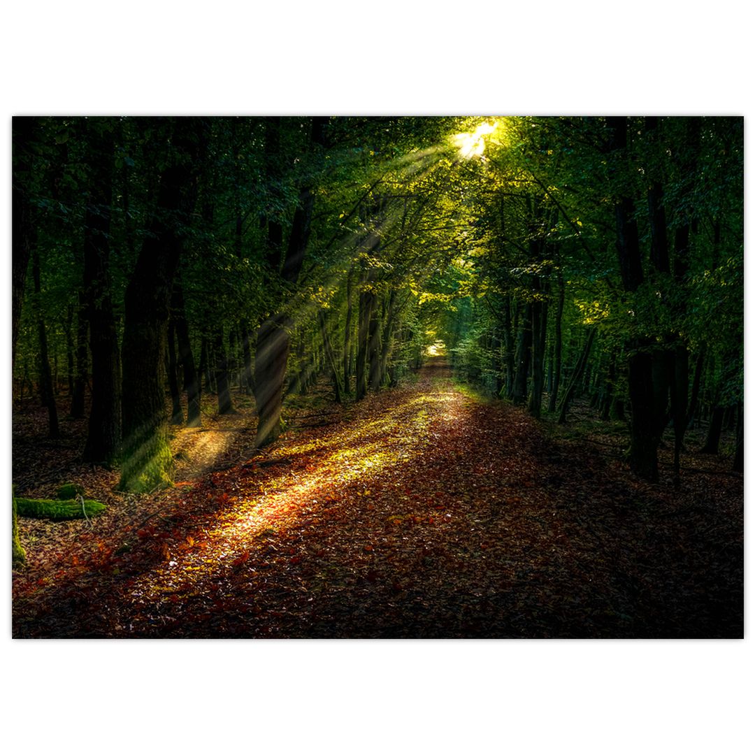 Skleněný obraz lesní cesty (V020253V7050GD)