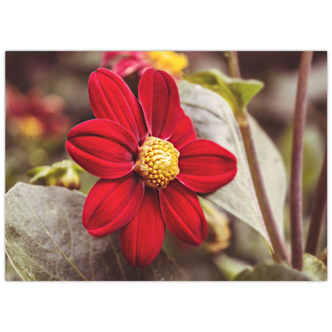 Skleněný obraz květiny (V020279V7050GD)