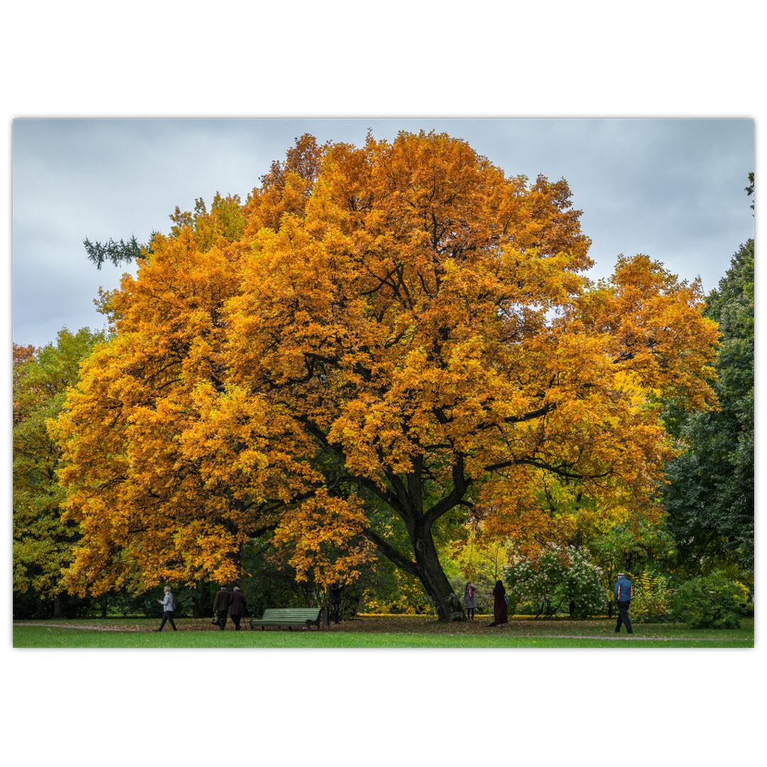 Skleněný obraz stromu (V020324V7050GD)
