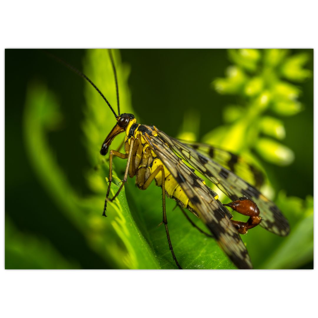 Skleněný obraz hmyzu (V020326V7050GD)