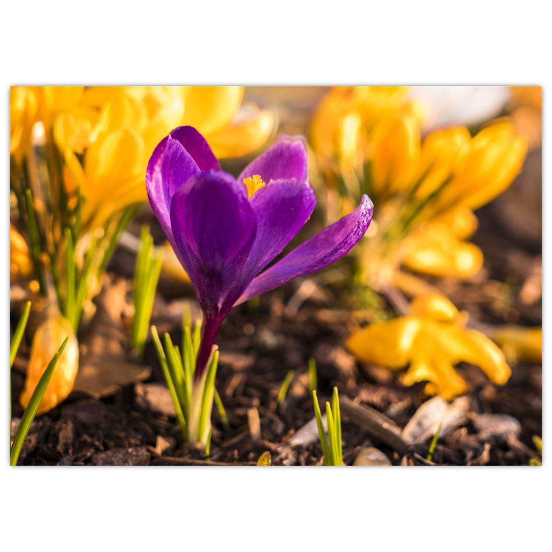 Skleněný obraz fialové květiny (V020341V7050GD)
