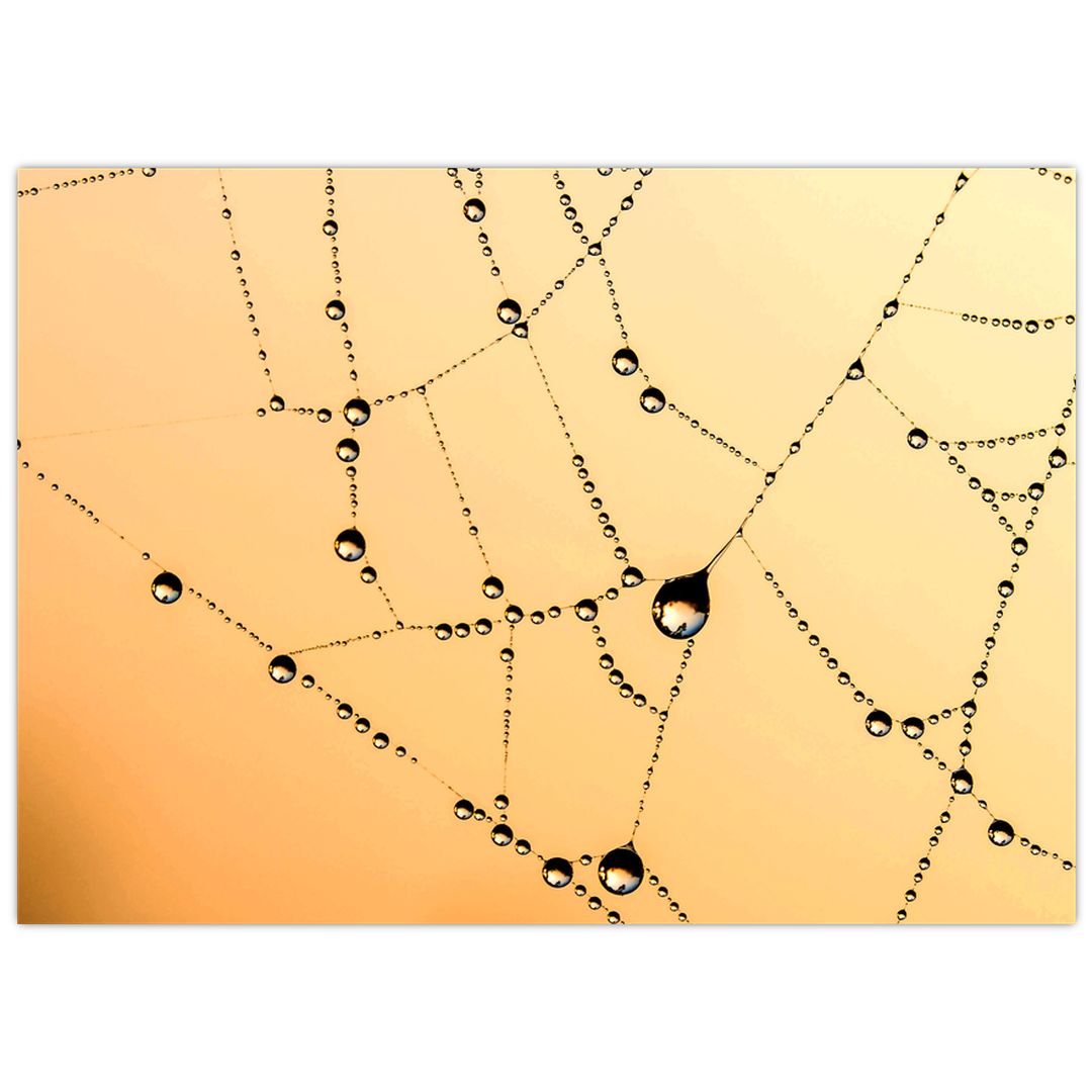 Skleněný obraz orosené pavučiny (V020356V7050GD)
