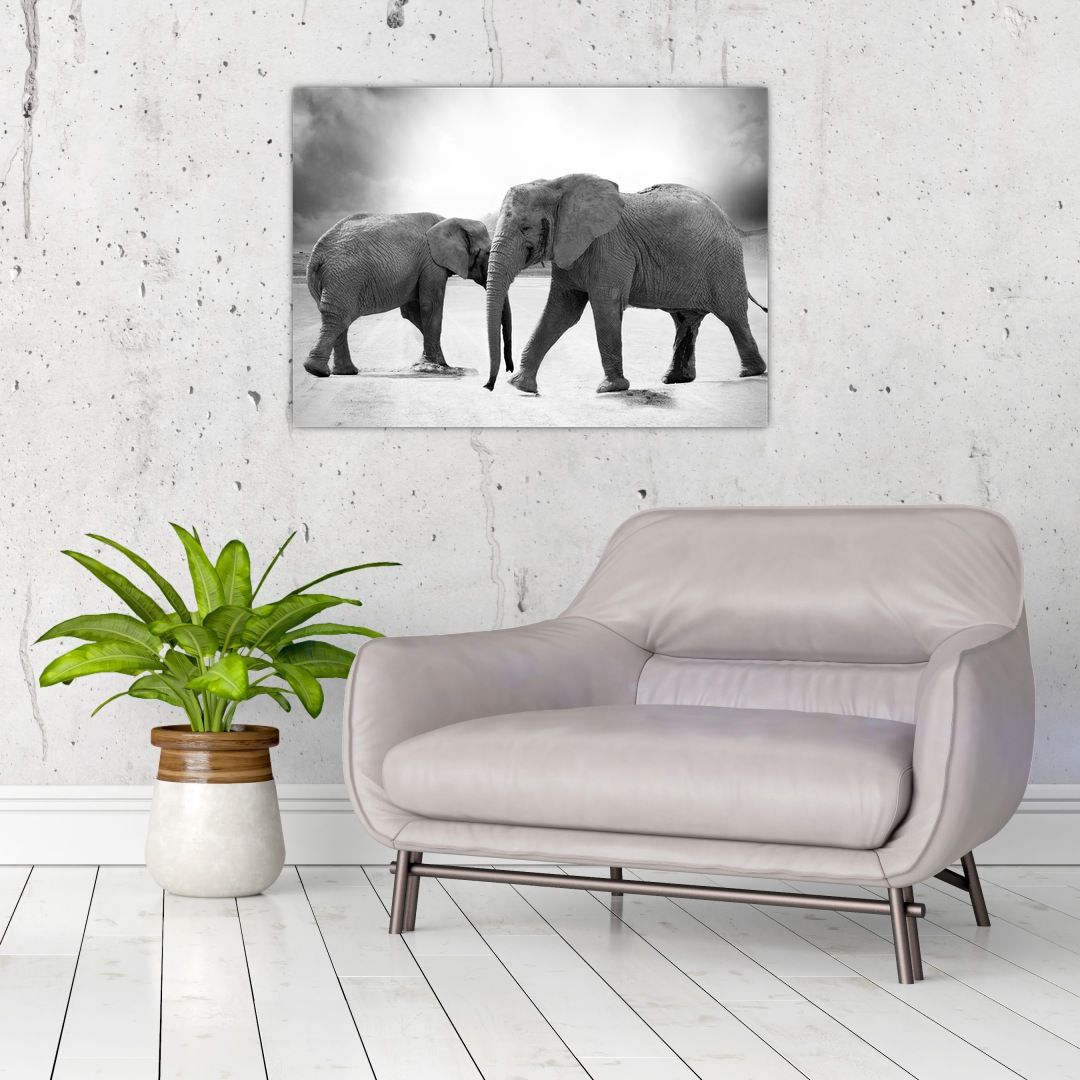 Skleněný obraz - černobílí sloni (V020398V7050GD)